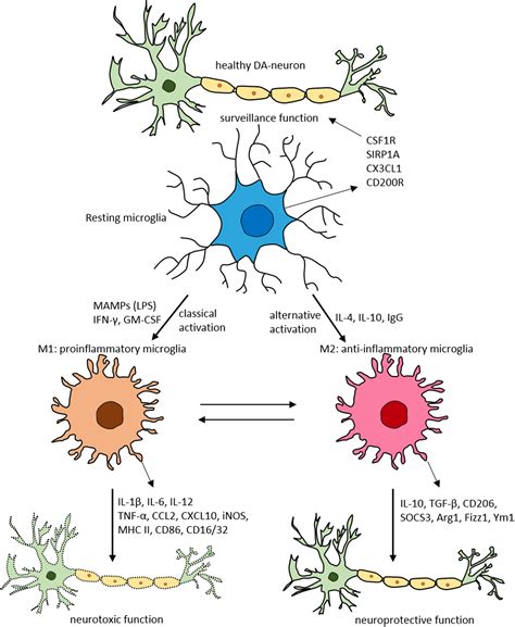 Frontiers | Targeting Microglial Activation States as a Therapeutic Avenue in Parkinson’s ...