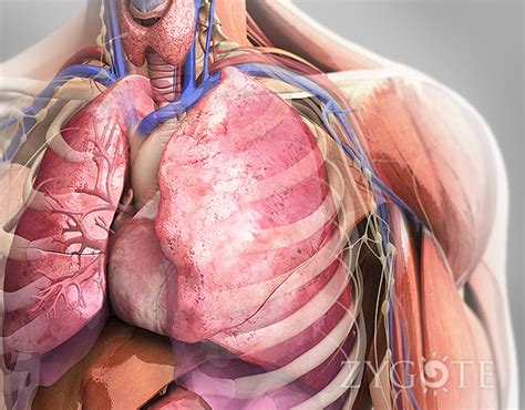 Zygote::3D Male Respiratory System