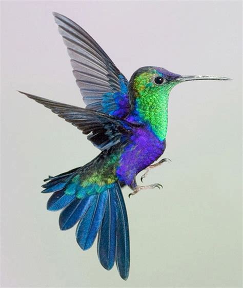 Cute Animals | Hummingbird tattoo, Hummingbird drawing, Bird of paradise tattoo