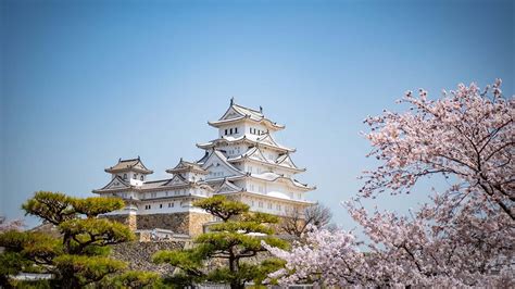 Visiting Himeji Castle During the Cherry Blossom Festival Sakura | My Mola