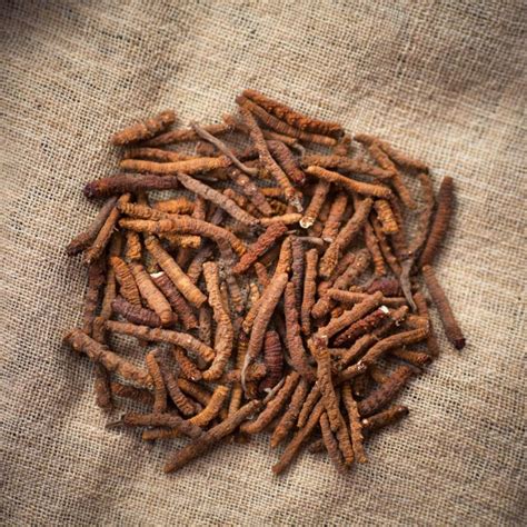 What is Cordyceps: Health Benefits, Uses, and Side Effects