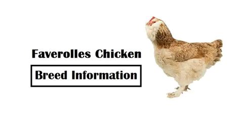 Faverolles Chicken Breed Information | Poultry Care Sunday