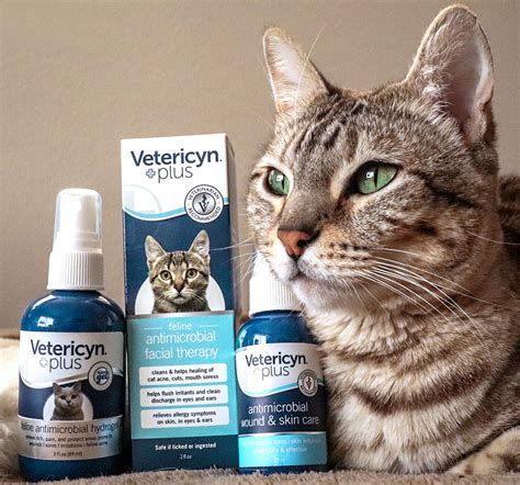 Cat Wounds and Skin Care: The Important Ingredients to Healing | Pet Age