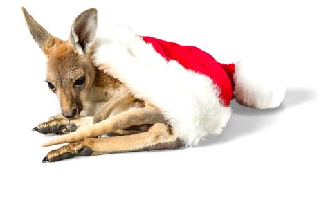 Australian Animals Christmas Images