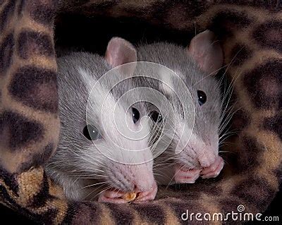 Two Rats Eating Royalty Free Stock Photos - Image: 10102848