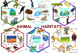 animal-habitat-activities-for-kids - St Cyprian's Greek Orthodox Primary Academy