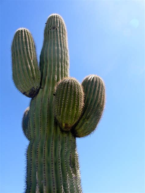 a giant saguaro cactus, Arizona | Cactus, Saguaro, Cactus plants