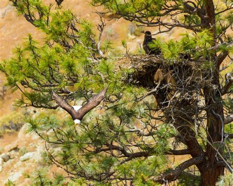 American Bald Eagle Nest stock image. Image of pine, nature - 41742721