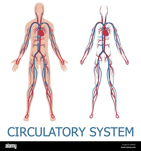 Circulatory System Anatomy Stock Vector Illustration Of Diagram | The ...