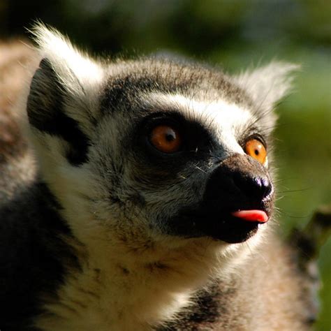 Lemur Tongue | South Lakes Animal Park | saxman1597 | Flickr