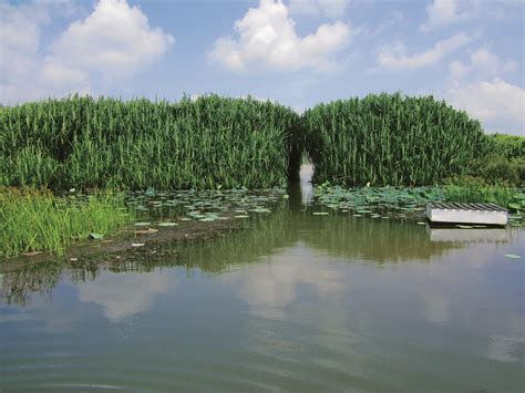 Lake Chini, the lake of legends in Pahang - ExpatGo