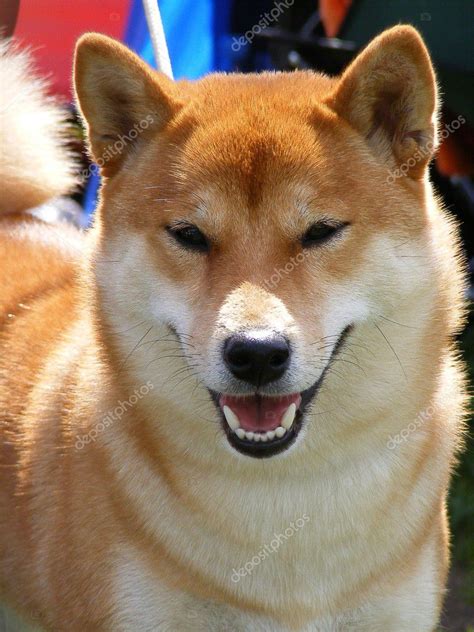 Red shiba inu portrait Stock Photo by ©virgonira 11560759