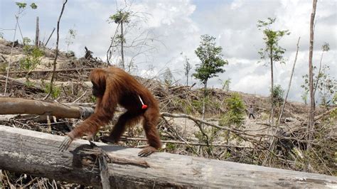 Stop deforestation of the orangutans habitat | Palm oil, Orangutan, Deforestation