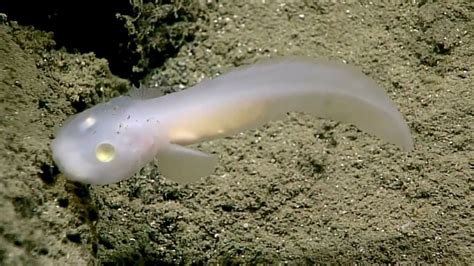 'Ghost fish' seen for first time deep under the Pacific | Deep sea creatures, Sea creatures, Eel ...