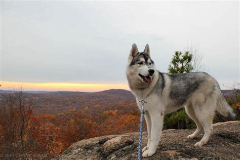 Siberian Huskies : Photo | Siberian husky, Husky, Long haired dog breeds