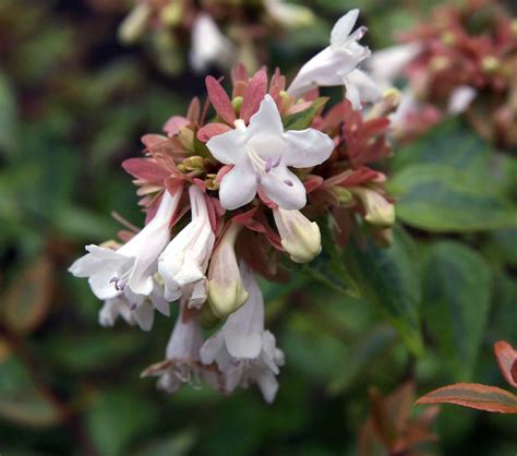 Exploring Abelia Shrubs' Enchanted World | Plants Porium