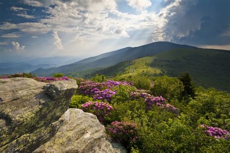 Appalachian Trail Roan Mountain Rhododendron Bloom Stock Photo - Image ...