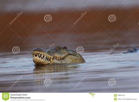 Nile Crocodile stock photo. Image of danger, closeup - 44924118