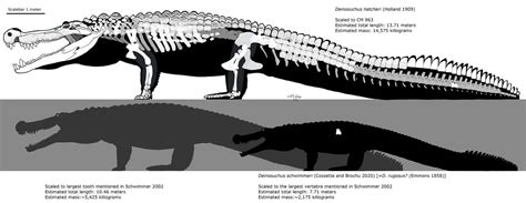 Deinosuchus comparison by Fadeno on DeviantArt