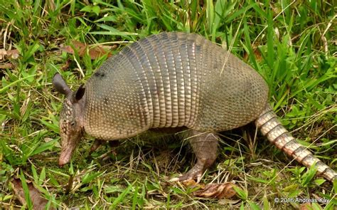 https://flic.kr/p/FTRSL7 | Nine-banded armadillo, Dasypus novemcinctus ...