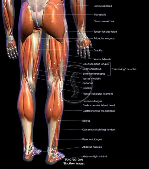 Male Leg Muscles Anterior View Labeled On Black Stock Photo Download Image Now Muscle, Anatomy ...