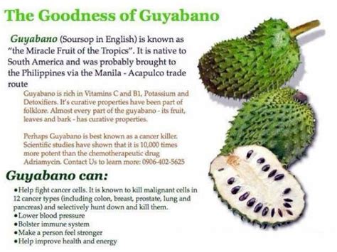 Benefits of Guyabano Fruit - AnyagroGarcia