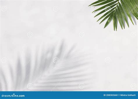 Tropical Leaves is Placed on a White Canvas with Part of the Leaf Layout and Copy Space Stock ...