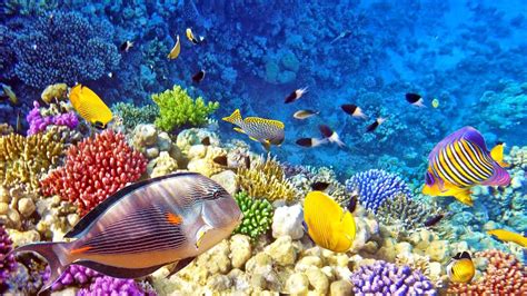 Raja Ampat Underwater Photo Tropical Colorful Fish Coral Coral Reefs Desktop Hd Wallpaper ...