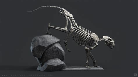 ArtStation - Big Cat - Skeleton Studies, Tony Camehl | Cat skeleton, Cat skull, Feline anatomy