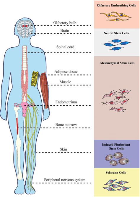 Representation of different cell types used in spinal cord injury ...