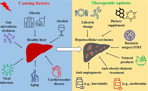 Frontiers | Hepatocellular Carcinoma and Obesity, Type 2 Diabetes ...