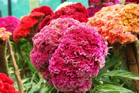 Cockscomb flower varieties