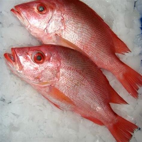 How to Cook Red Snapper Fillets with Easy and Simple Recipe - Frozen Red Snapper, Red Snapper ...