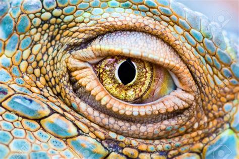 iguana eye close up - Google Search | Reptile eye, Eye close up, Animals