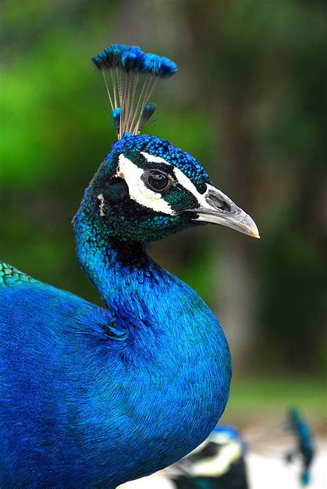 Peacock head details | Pet birds, Peacock, Bird photography