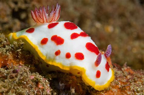 Nudibranchs: Armed and Fabulous | Hakai Magazine