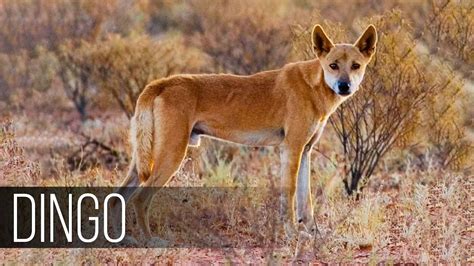 DINGO is Australia's premier predator that terrifies kangaroos and wild boars - YouTube