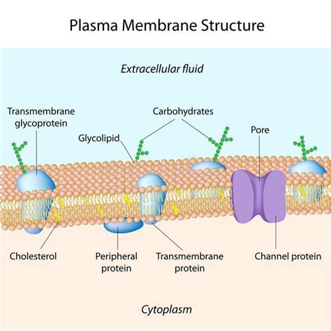 Plasma membrane. Molecular structure of plasma membrane, eps8 , #Ad, # ...