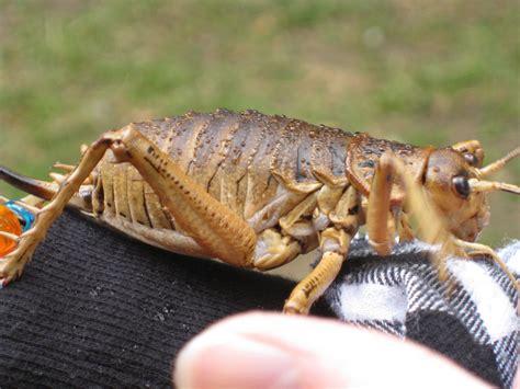 Pin by Rosalind Anderson on WETA , ONE OF THE WORLDS LARGEST INSECTS ...