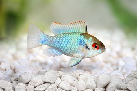 22 Small Aquarium Fish Breeds for Your Freshwater Tank