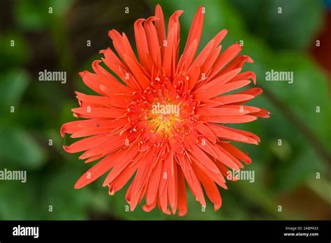 Barberton Daisy Flower Stock Photo - Alamy