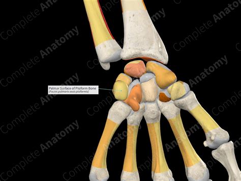 Palmar Surface of Pisiform Bone | Complete Anatomy