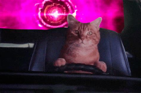 Cat Driving GIF - Find & Share on GIPHY