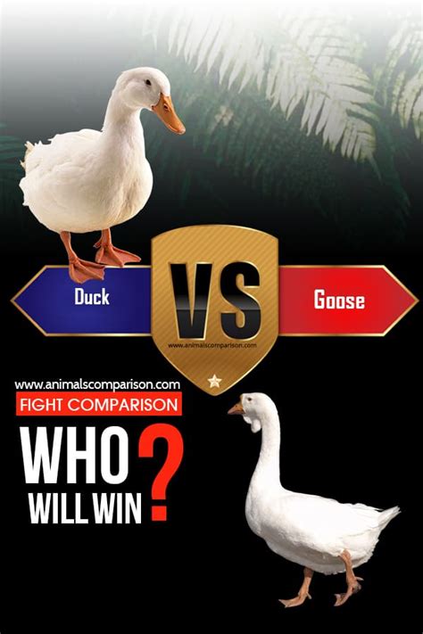 Swan vs Duck vs Goose difference and comparison