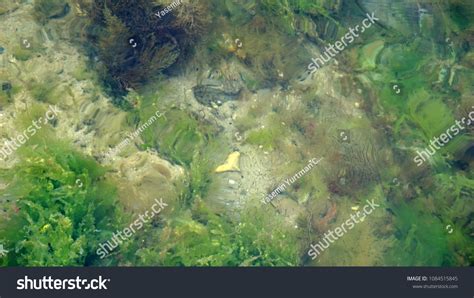 Seaweed Underwater Background Stock Photo 1084515845 | Shutterstock