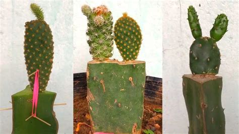 Grafting Cactus to Dragon Tree: A Step-by-Step Guide – Greenhome Gardening