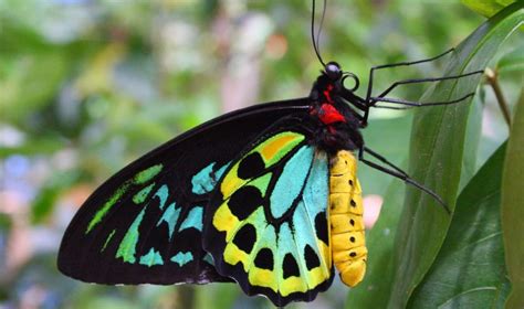 Big Scrub. Richmond Birdwing Butterfly - Big Scrub Rainforest Conservancy