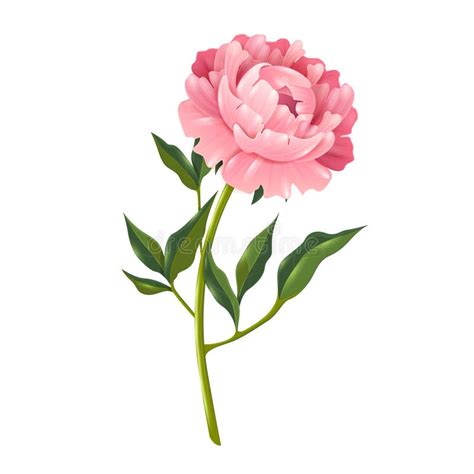 Single Pink Peony Clipart