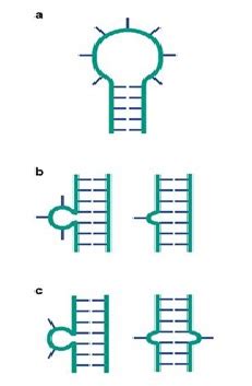 DNA Interactive:The DNA Structure: Double Helix RNA Chains