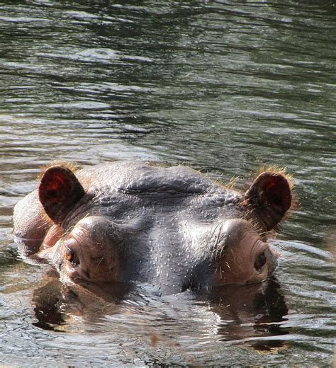 Royalty-Free photo: Black hippopotamus sinking in calm body of water ...